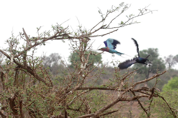 starling and roller.jpg