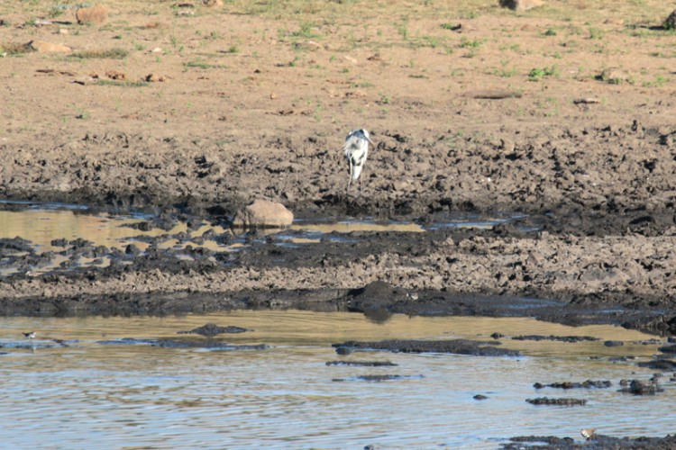 grey heron , three-banded plover.jpg