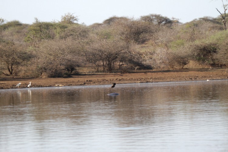 grey heron water thick-knee yellow billed kite.jpg