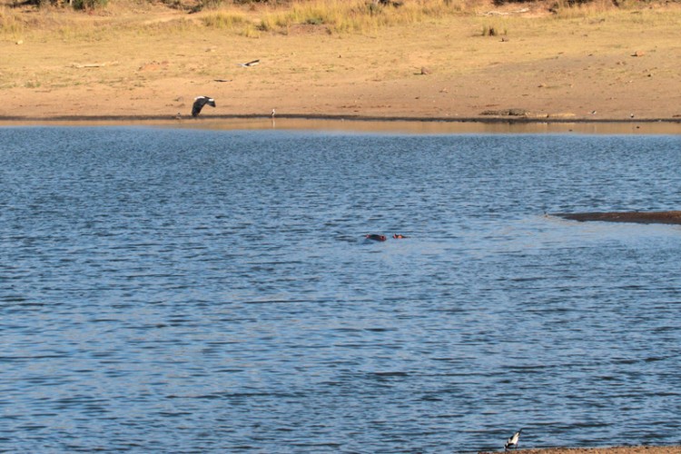 african fish eagle, blacksmith lapwing, black-winged stilt, grey heron, three-banded plover.jpg