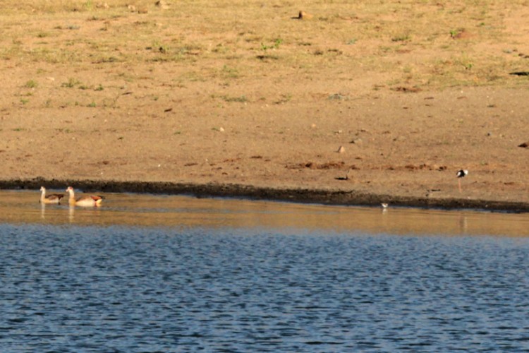 black-winged stilt, egyptian goose, three-banded plover.jpg