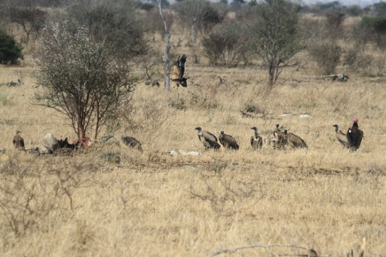 common ostrich tawny eagle  white backed vulture lappet faced vulture.jpg