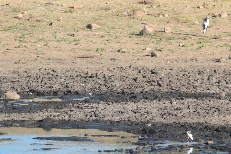 black-winged stilt, grey heron, three-banded plover.jpg