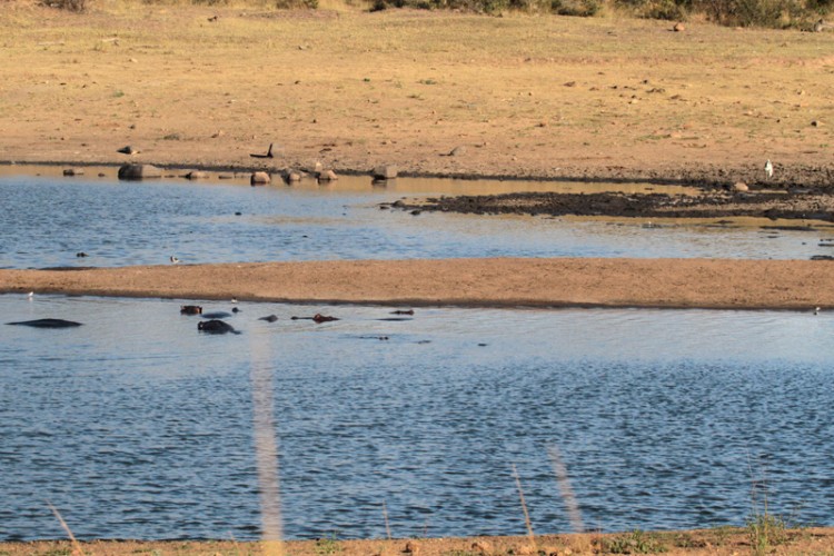 blacksmith lapwing, grey heron, three-banded plover.jpg