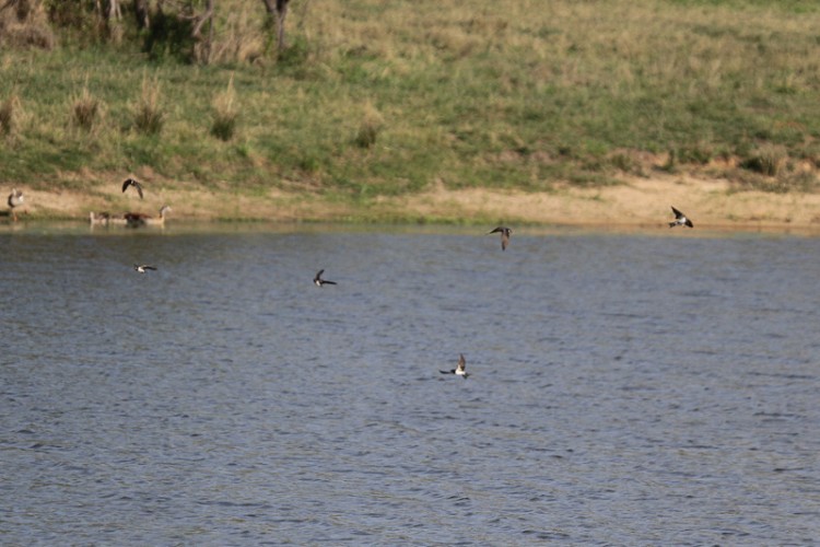 barn swallow, egyptian goose.jpg