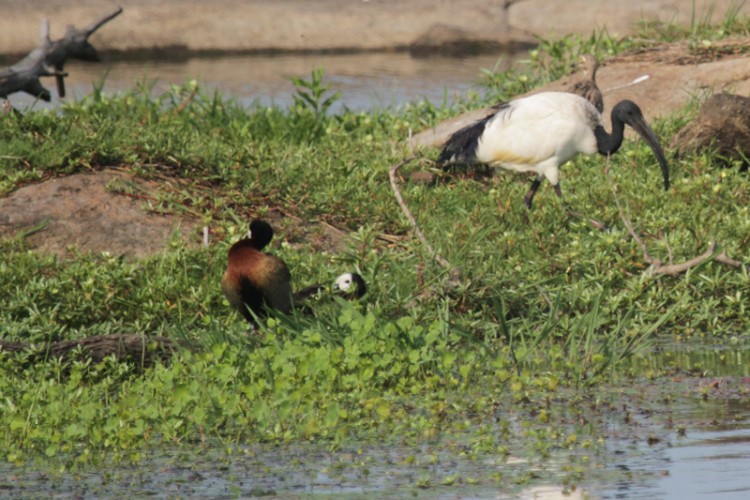 african sacred ibis, white faced duck, water thick-knee.jpg
