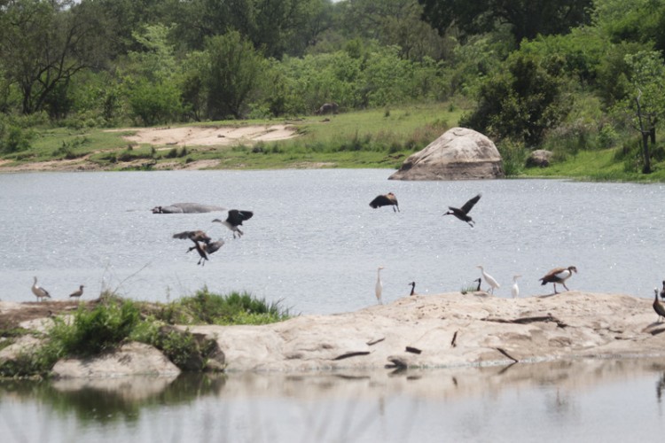 cattle egret, comb duck, egyptian goose, water thick-knee, white faced duck.jpg