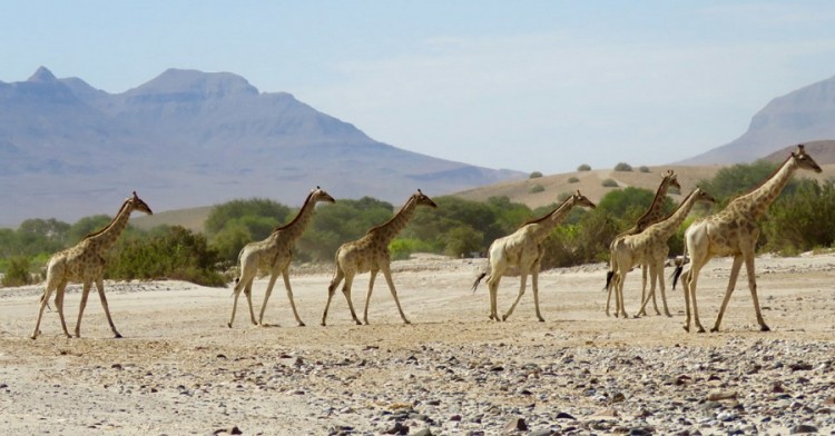 1-Angolan-giraffe-c-GCF-1280x669.jpg