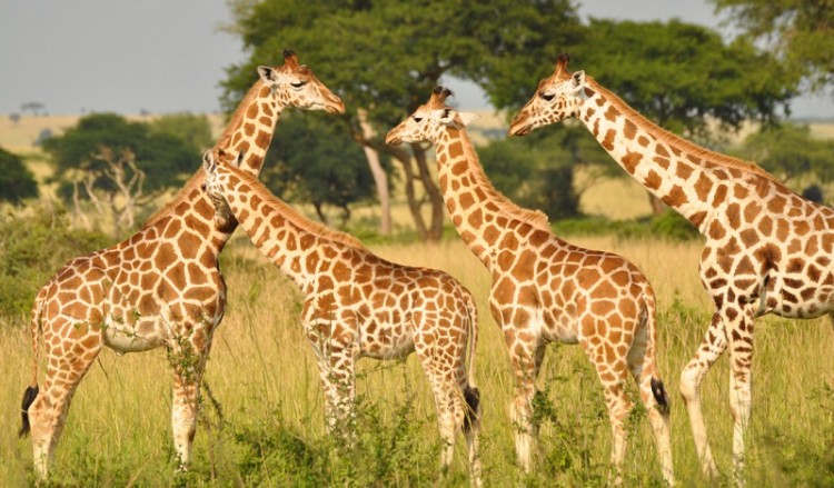 1-Nubian-giraffe-herd-in-Murchison-Falls-NP-Uganda-c-Fennessy-GCF-1280x749.jpg