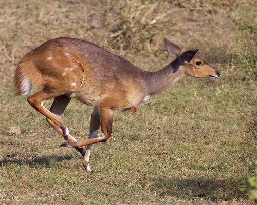 bushbuck.jpg