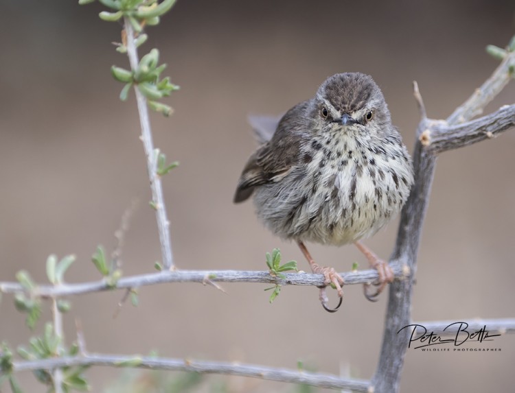 Karoo Prinia.jpg