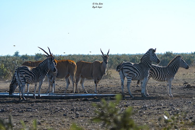 Eland Zebra Alarm.jpg