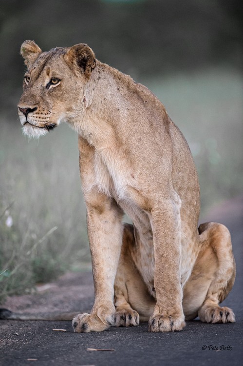 Lioness Boyela.jpg