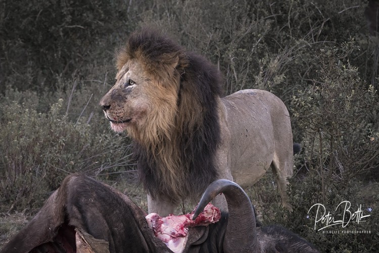 Roy the Addo Lion.jpg