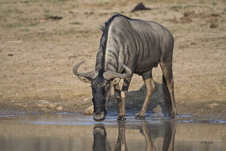 Wildebeest Drinking.jpg