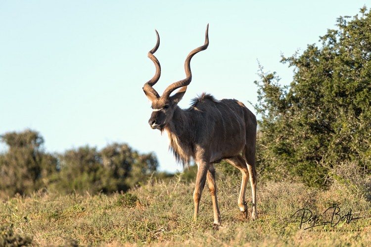 Domkrag Kudu Bull.jpg