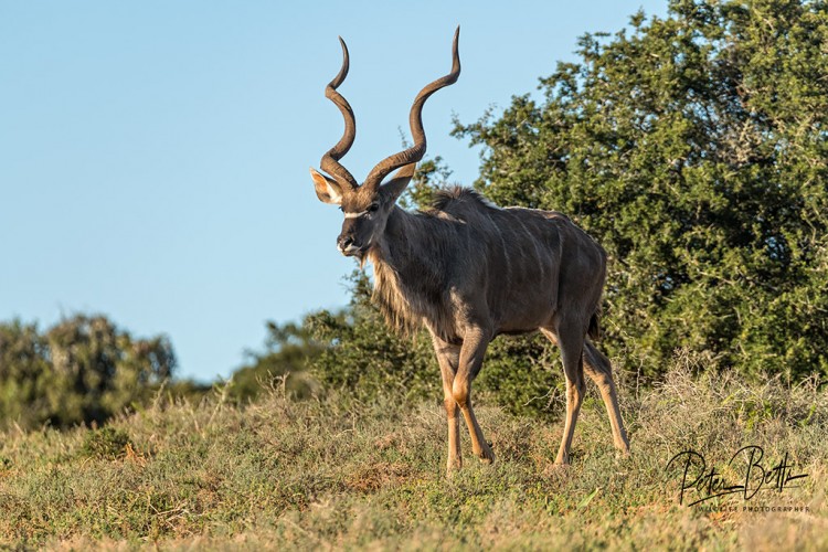 Shy Kudu Bull.jpg