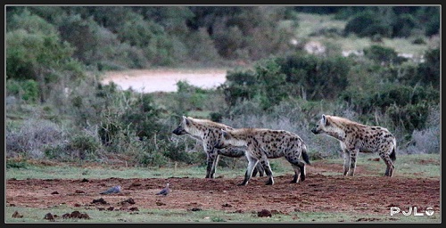 Hyenas PJL.jpg