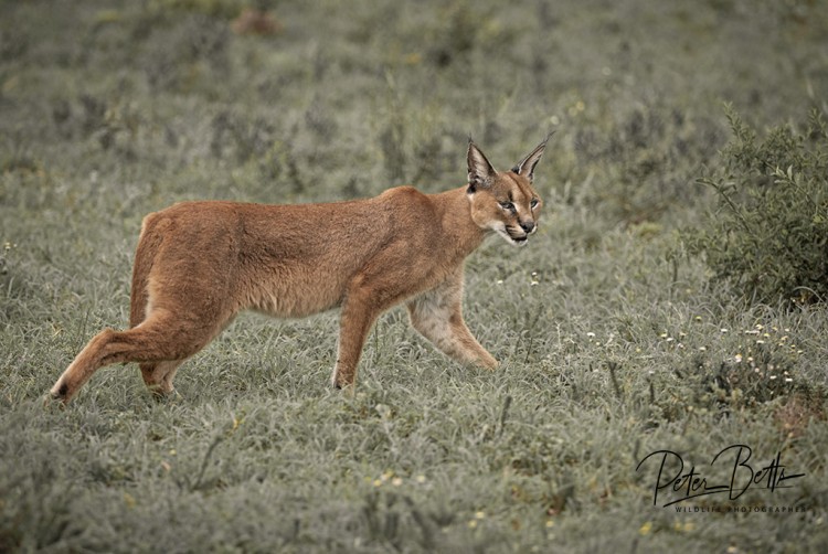 Domkrag Caracal.jpg