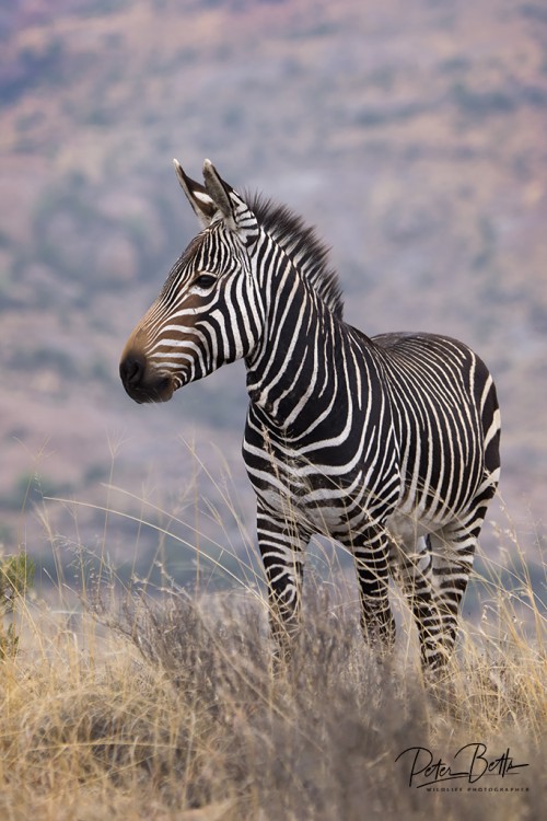 Mt Zebra Habitat.jpg