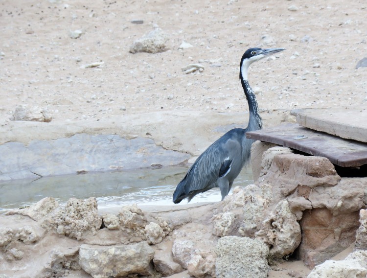 Black-headed heron.JPG