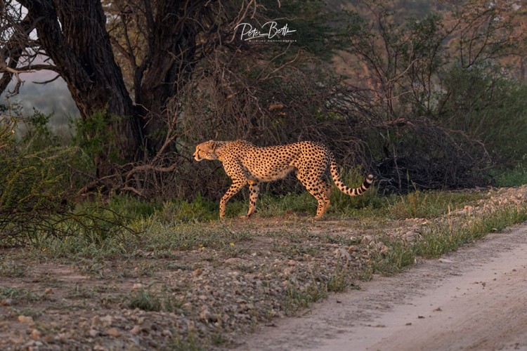 Hunting Cheetah.jpg