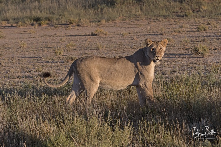 Startled Lioness.jpg