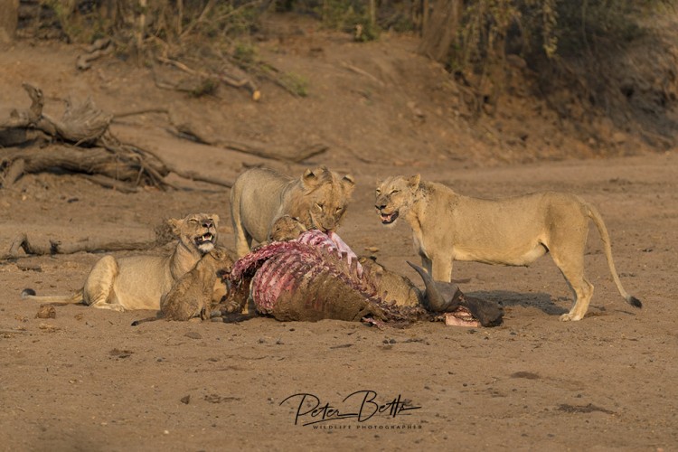 Lion Kill N Kruger Park.jpg