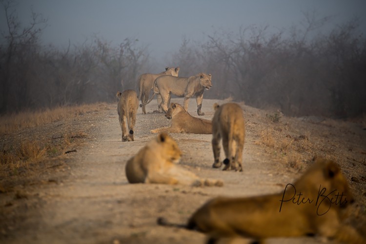 Roadblock on a quiet Road.jpg