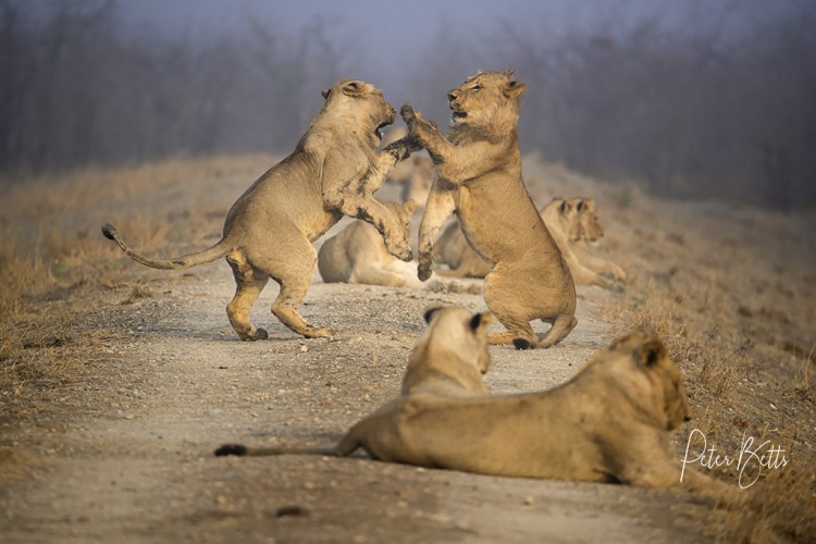 Lion Fight1.jpg