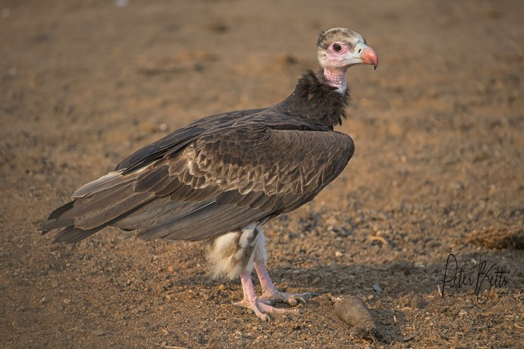 White Headed Vulture at a Lion Kill.jpg