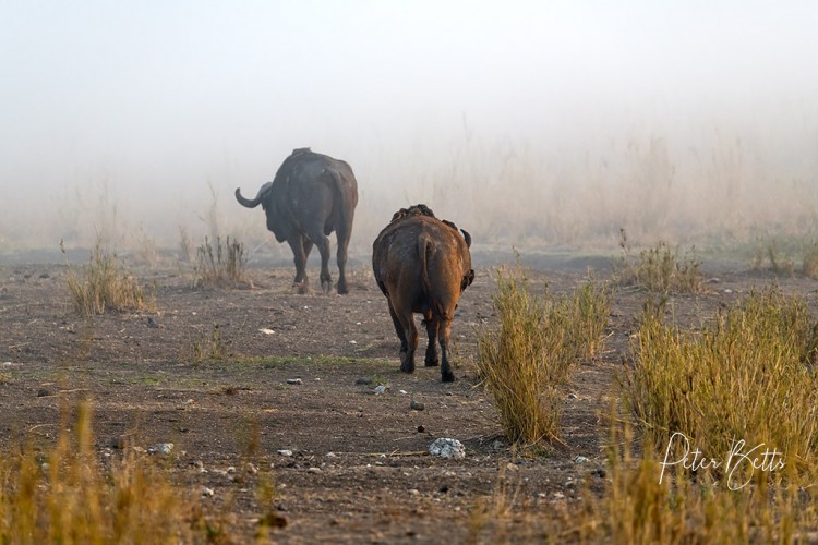 Departing Dagga Bulls.jpg