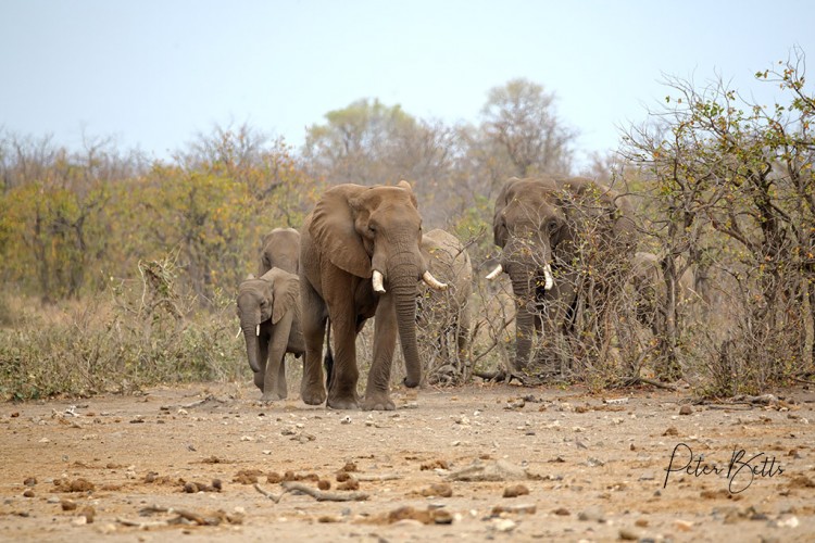 Elephant Tapestry.jpg