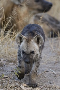 Kruger-National-Park-spotted-hyena-Marli-Potgieter-2-min.jpg