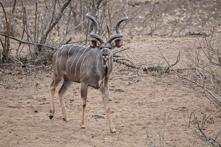 Majestic Kudu Bull.jpg