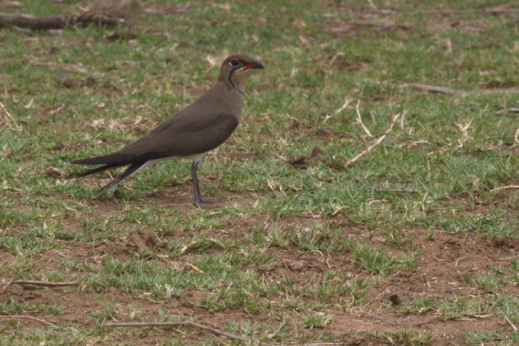 collard pratincole.jpg