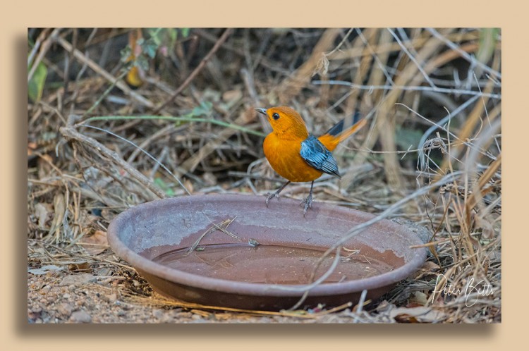 Red capped Robin Chat.jpg