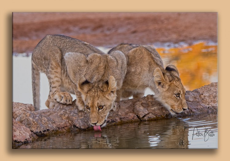 Lion Cubs Dalkeith waterhole Kalahari.jpg