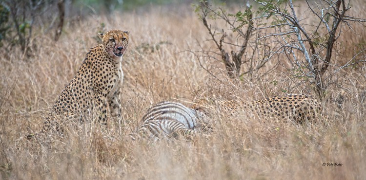 Cheetah Kill Mlondozi.jpg