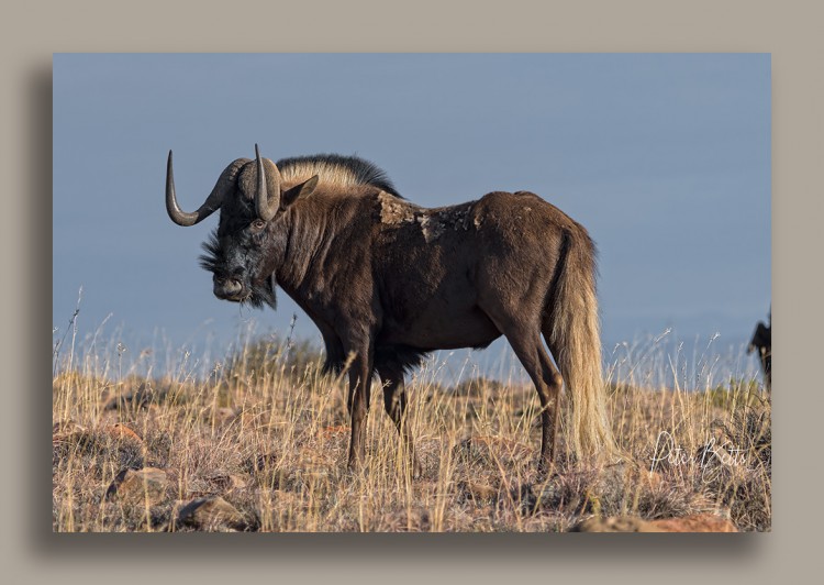 Black Wildebeest High Ground.jpg