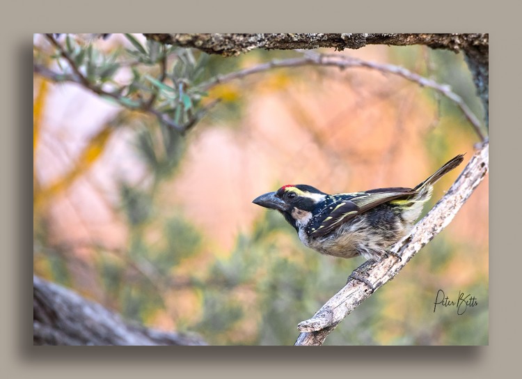 Acacia Pied Barbet.jpg