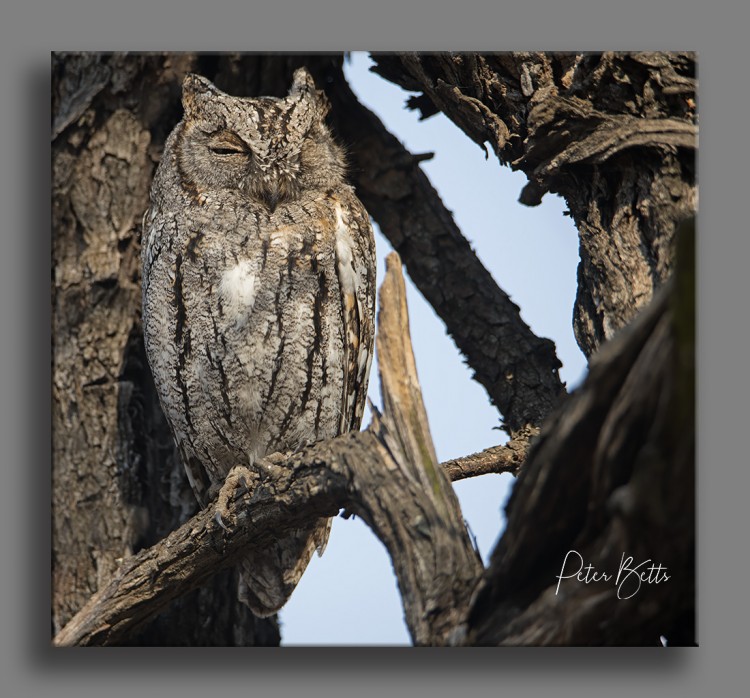 Scops Owl.jpg