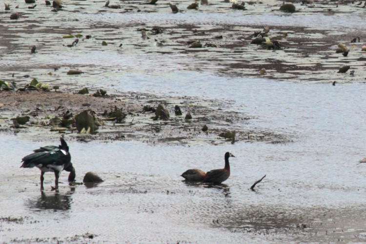spur-winged goose and white-faced duck.jpg