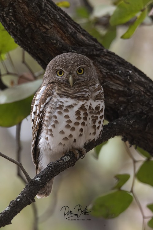 Female African Barred Owl.jpg