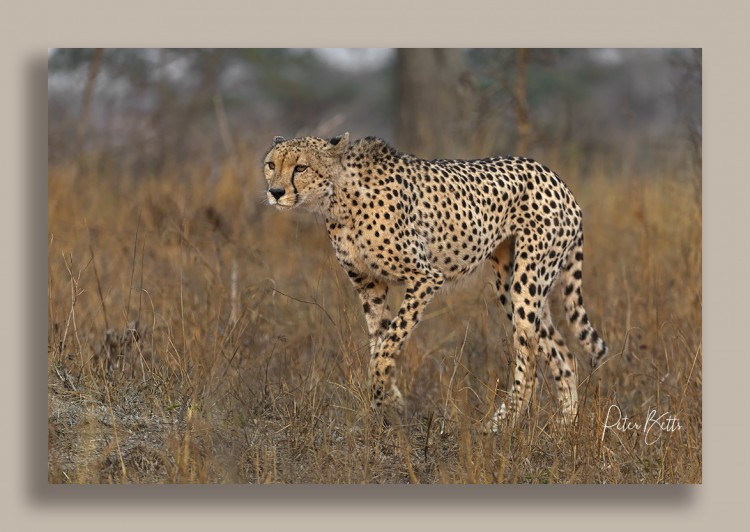 Rockvale Cheetah.jpg