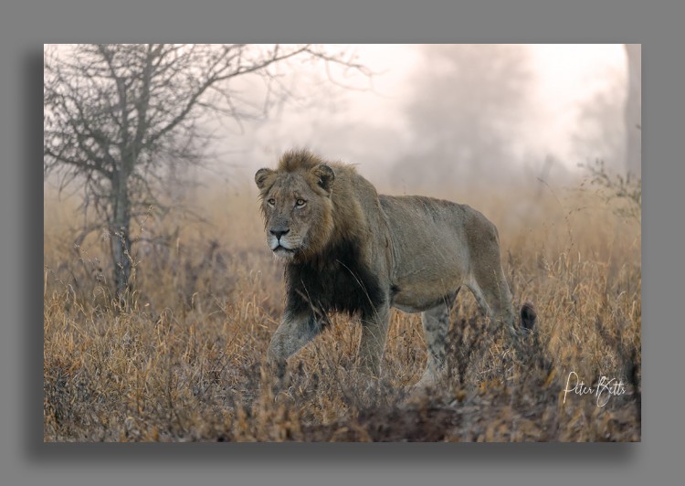 Lion in the Mist.jpg