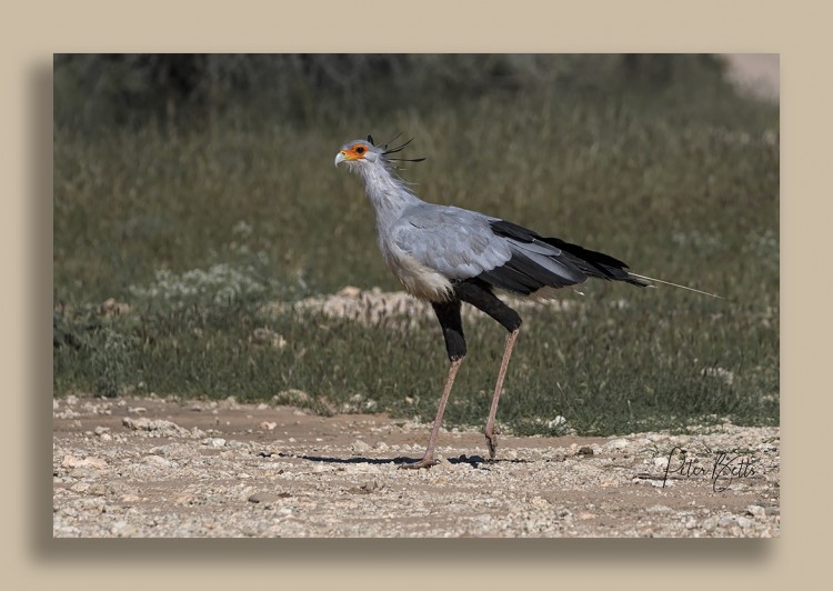 Samevloeing Secretary Bird.jpg