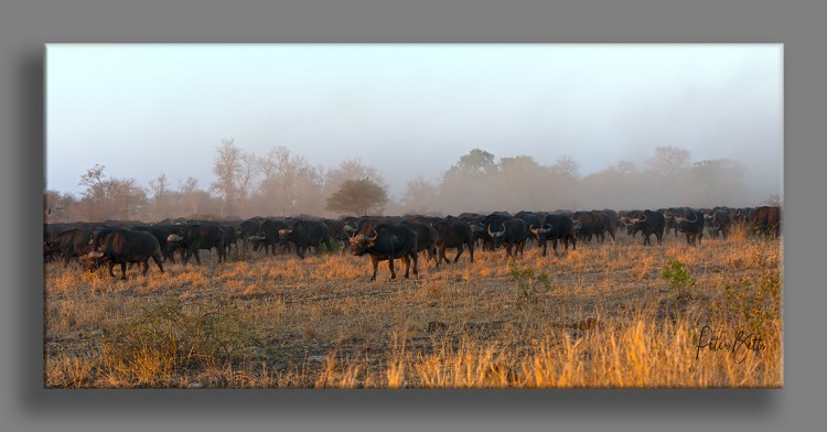 Huge Buffalo Herd.jpg