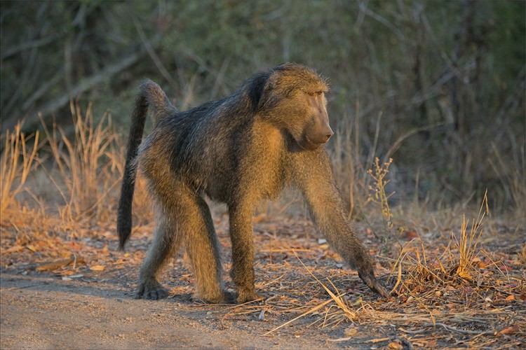 Baboon Male.jpg