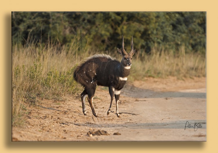 Addo Bushbuck.jpg